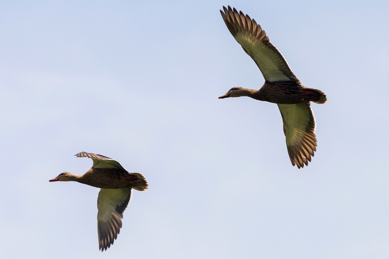 Nueva vista a las aves en la Laguna de San Baltazar
