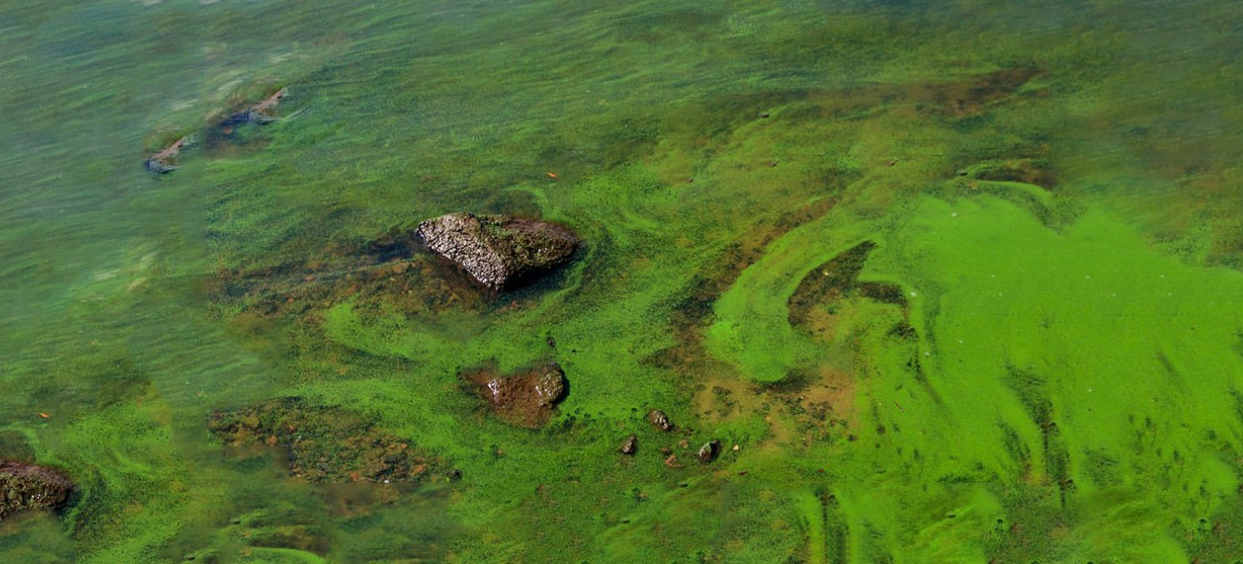 ¿Quién tiró pintura verde en el lago? / Revista Elementos 