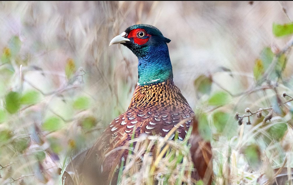 ¿Cómo se origina el color en las plumas de las aves? / Revista Elementos