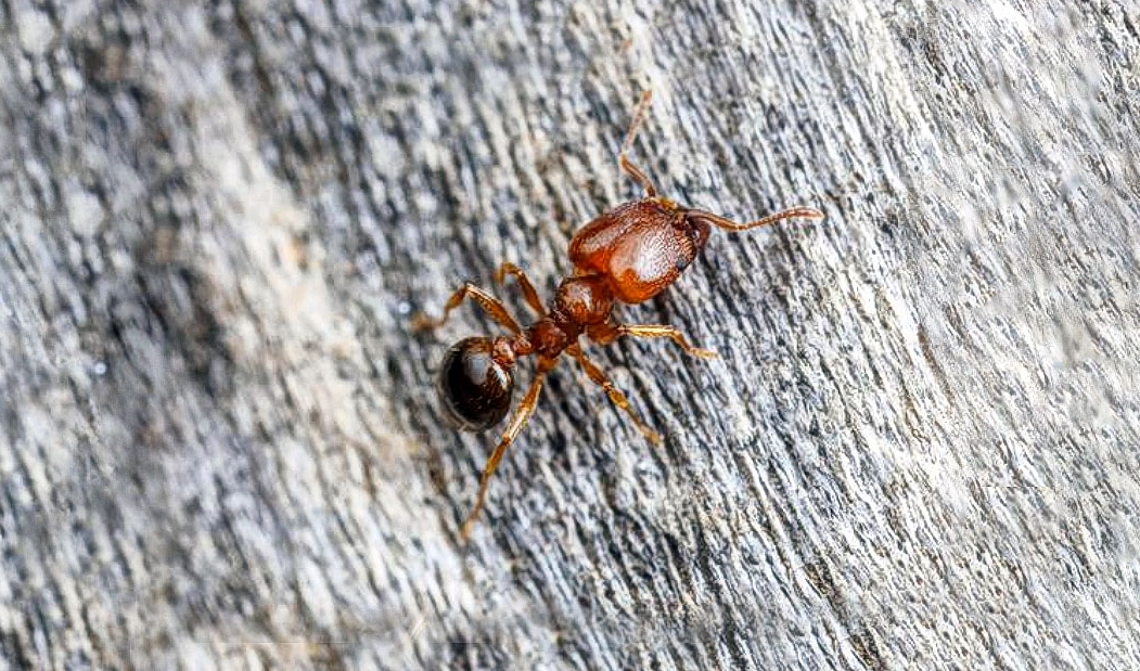 Pheidole, las hormigas ahorradoras / Revista Elementos BUAP