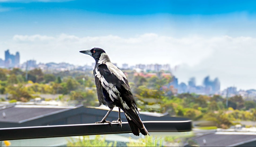 Aves: habitantes de islas verdes en el mar de concreto / Revista Elementos BUAP