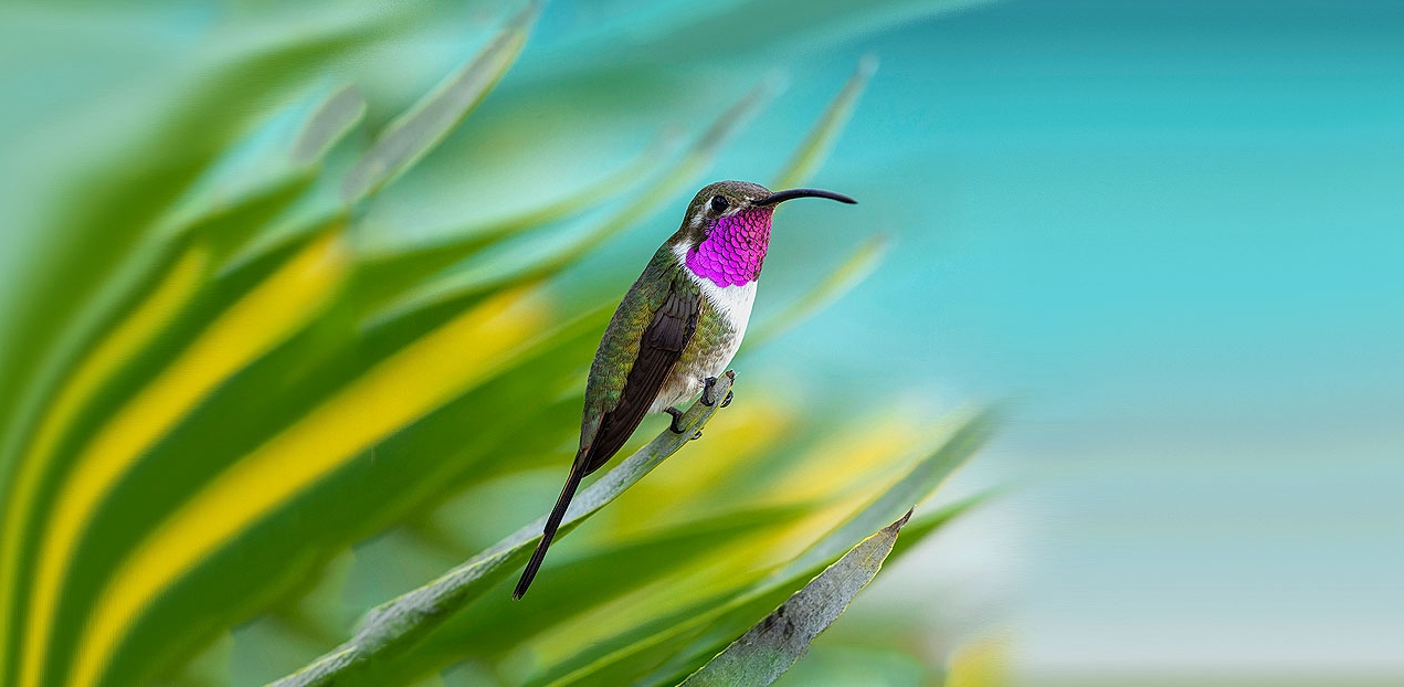 Colibrí tijereta mexicano, ¿símbolo de conservación? / Revista Elementos BUAP