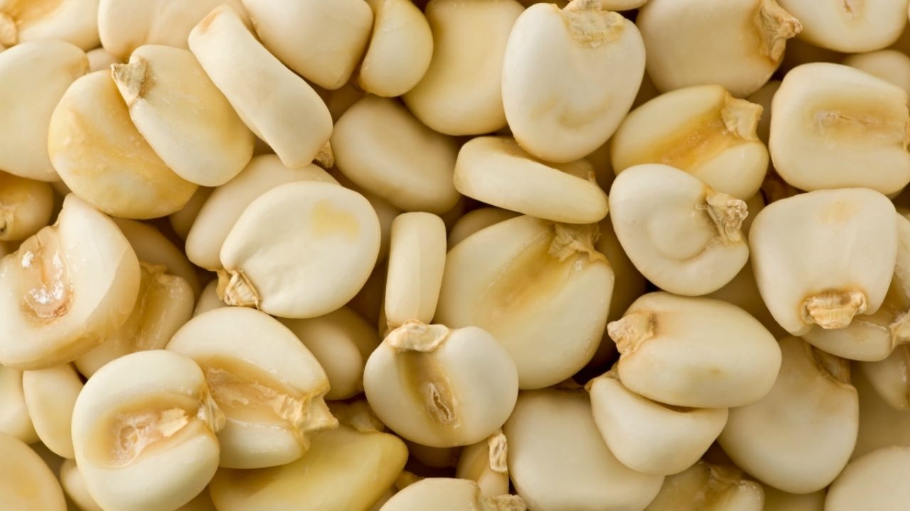Chalchicomula, del maíz sagrado al rentable