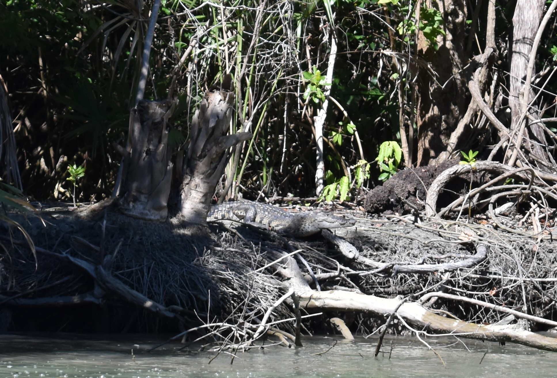 Río Champotón: el paraíso recuperado de los cocodrilos en México