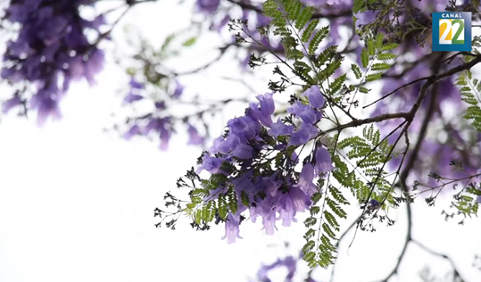 De la flor de cerezo en Japón a la jacaranda de México