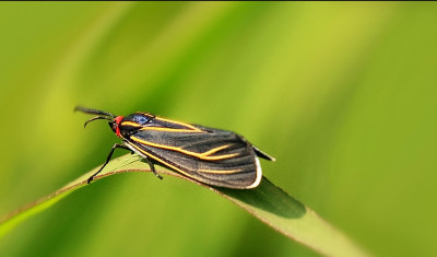 Mariposas y polillas del Jardín Botánico Universitario de la BUAP: un primer contacto / Revista Elementos BUAP 