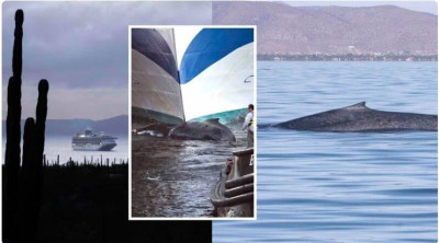 Protejamos a la Ballena Azul: No más cruceros en Loreto durante la Temporada de Ballenas / Change.org