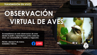 Observación virtual de aves /  Jardín Etnobotánico Francisco Peláez R.