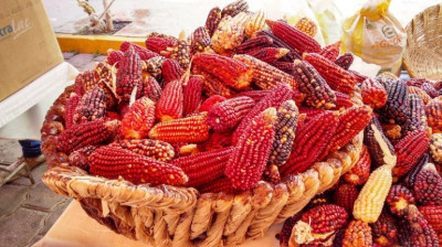  lhkgon, el maíz rojo que nos salvará del hambre / Manuel Espinosa Sainos