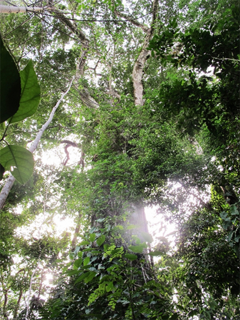 ¡Reconstruyamos Canto de la Selva!: para entender el llamado de auxilio