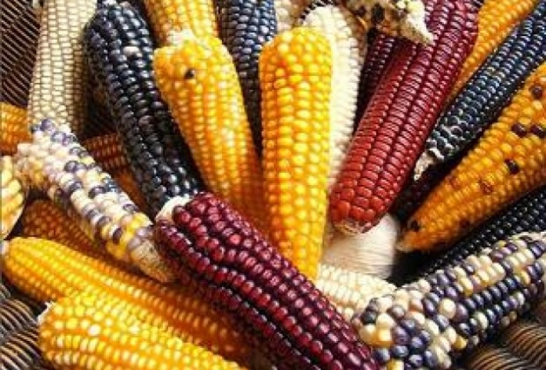 La trasnacional Monsanto lleva el maíz transgénicos a la Suprema Corte de Justicia