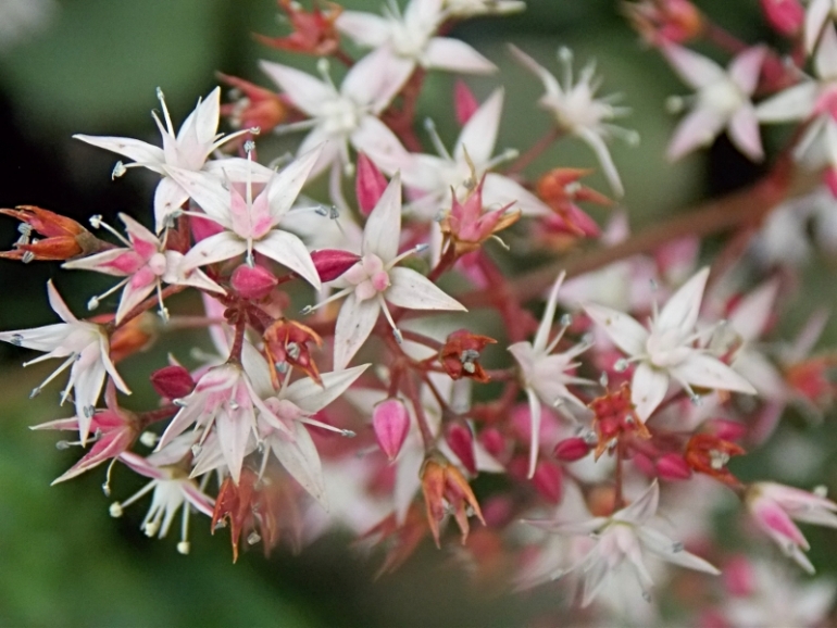 Luego de todo esto habrá que recuperar la ciudad/Gabriel Wolfson, escritor