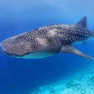 Picture of Cecilia Vázquez Ahumada.